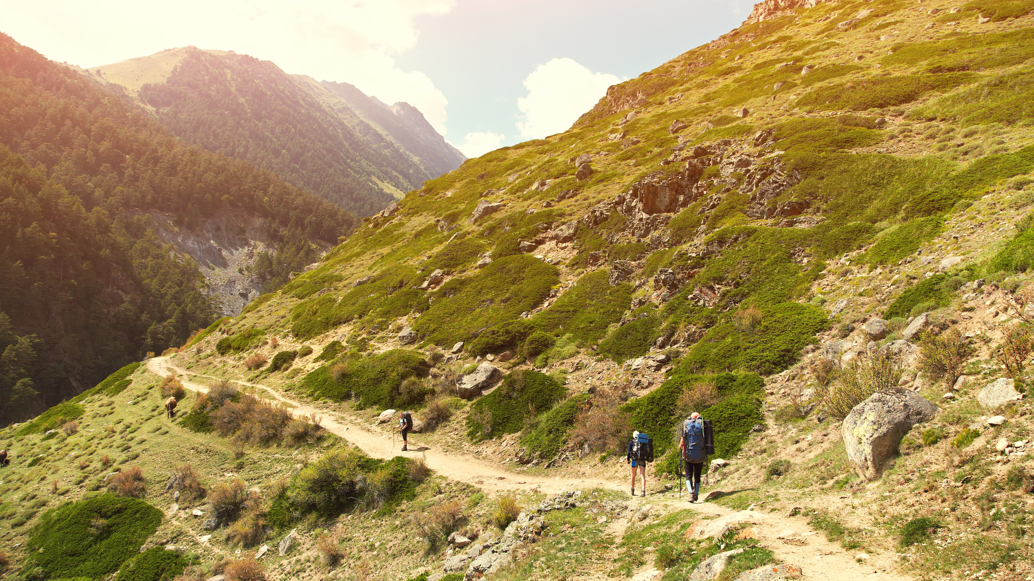 Gruppe af vandrere med rygsække på bjergsti under aktiv vandretur i det naturskønne bjerglandskab