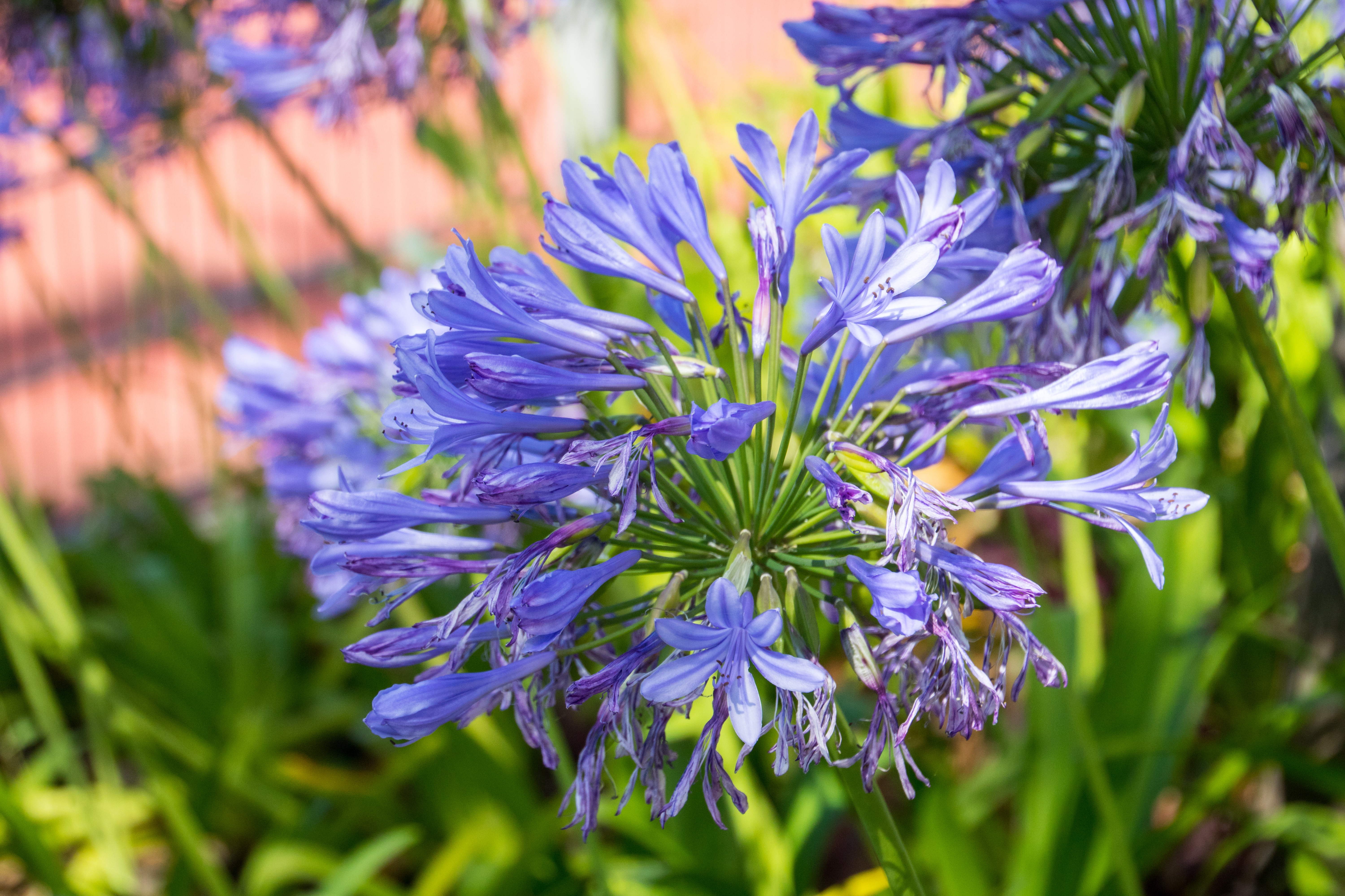 Smukke blå agapanthus blomster i fuld flor på den portugisiske ø Madeira, kendt for sin frodige tropiske natur og farverige blomsterhaver