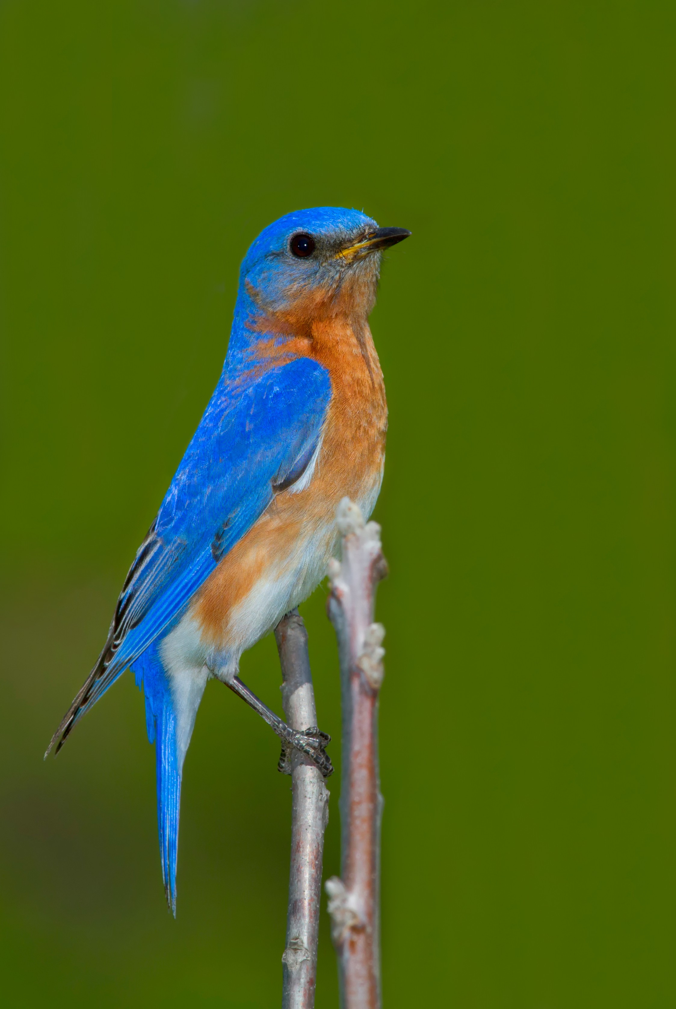 Østlig blåfugl med skinnende blå fjerdragt siddende på en gren i naturlige omgivelser, symboliserer naturrejsers dyreliv og skønhed