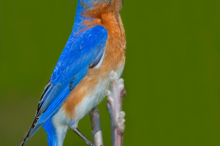 Østlig blåfugl med skinnende blå fjerdragt siddende på en gren i naturlige omgivelser, symboliserer naturrejsers dyreliv og skønhed