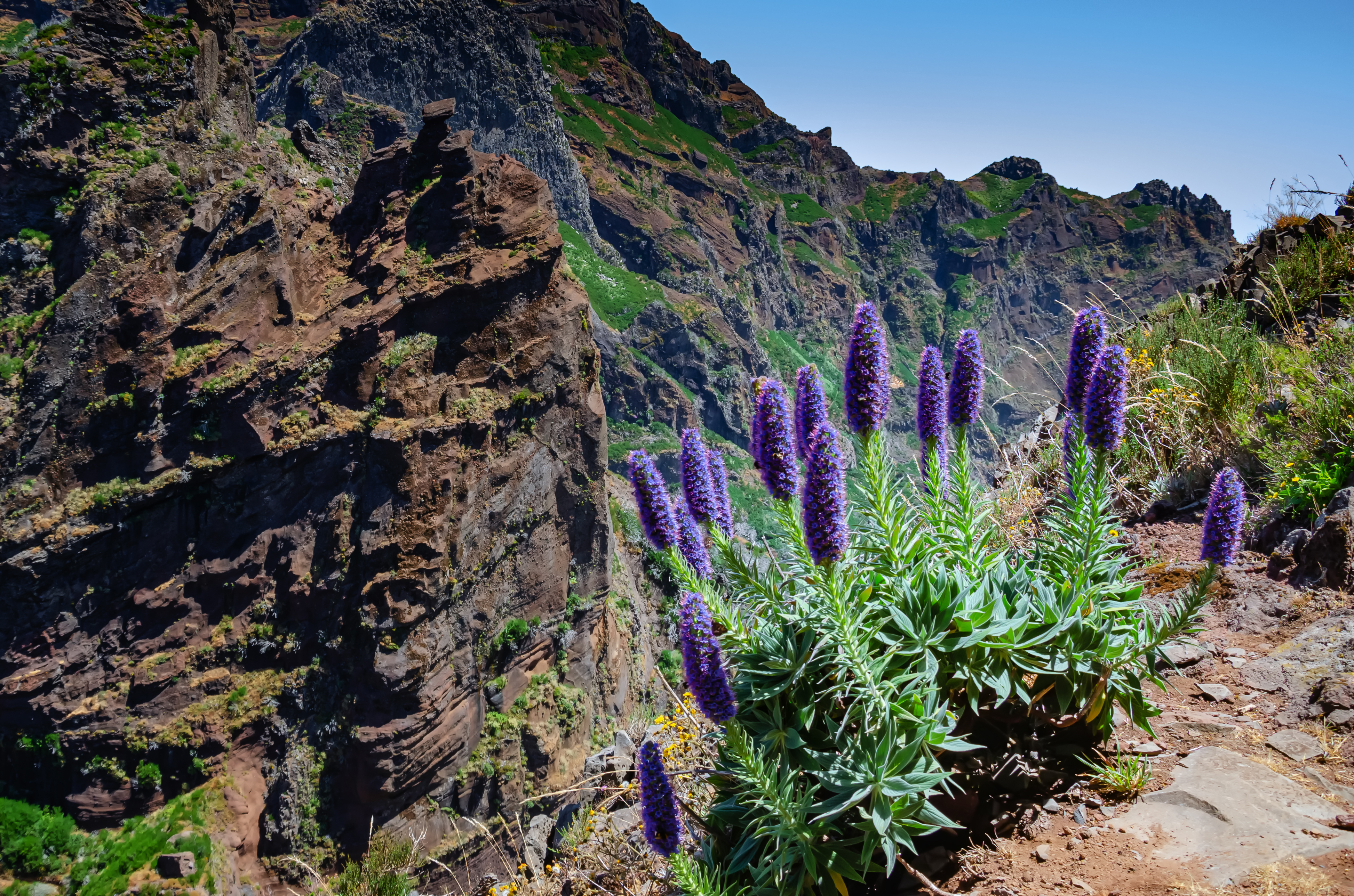 Smukke blå Pride of Madeira blomster langs vandresti på kanten af klippen i Madeiras frodige bjerglandskab
