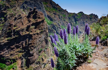 Smukke blå Pride of Madeira blomster langs vandresti på kanten af klippen i Madeiras frodige bjerglandskab