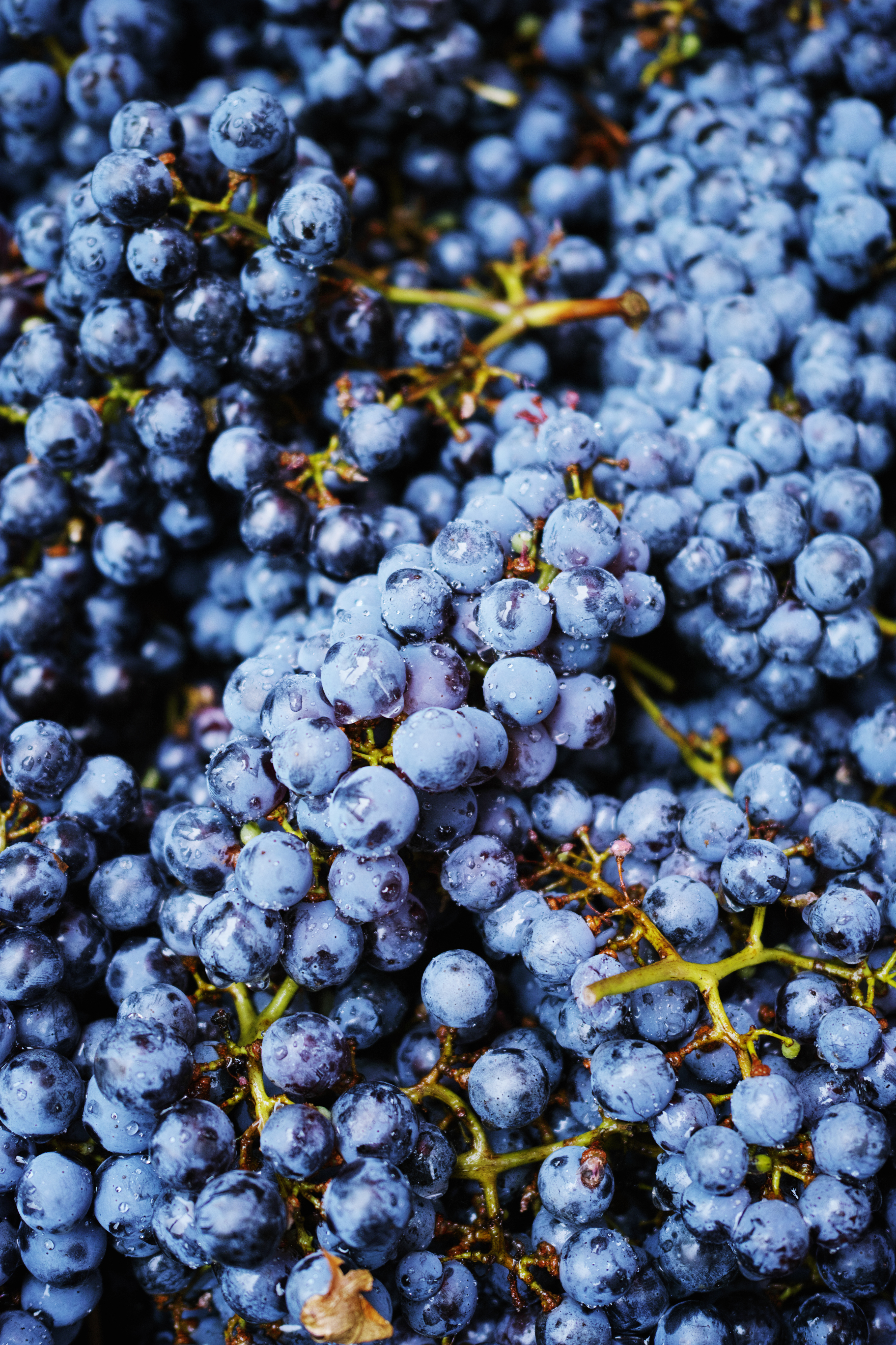 Friske blå vindruer klar til høst i vingård i Bulgarien