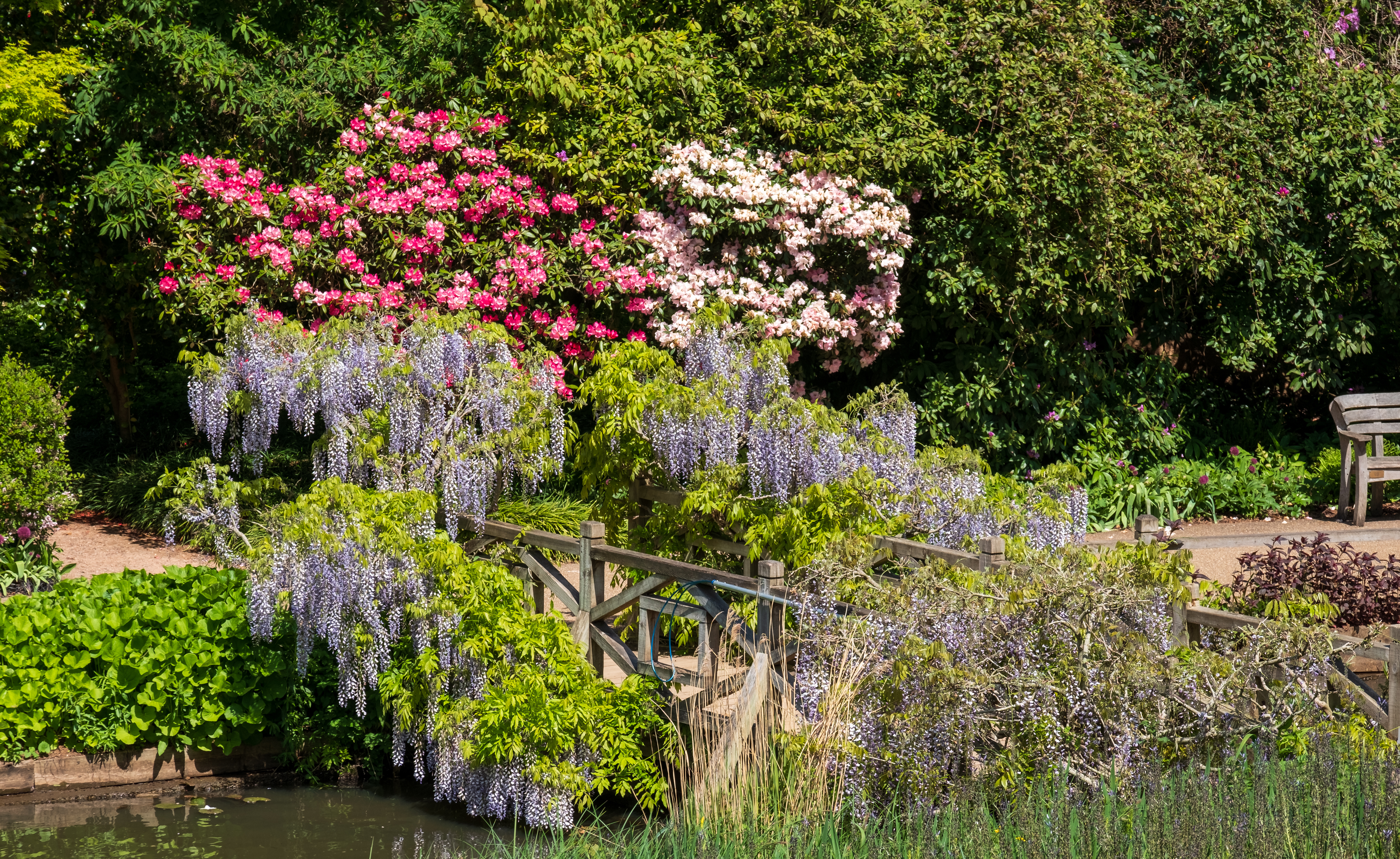 Smuk lilla wisteria der klatrer over en træbro omgivet af lyserøde rhododendron i RHS Wisley Have, Surrey, England