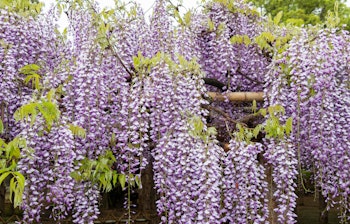 Smukke lilla blåregn i fuld blomst i Ushijima-haven i Kasukabe, Saitama-præfekturet i Japan under forårsæsonen