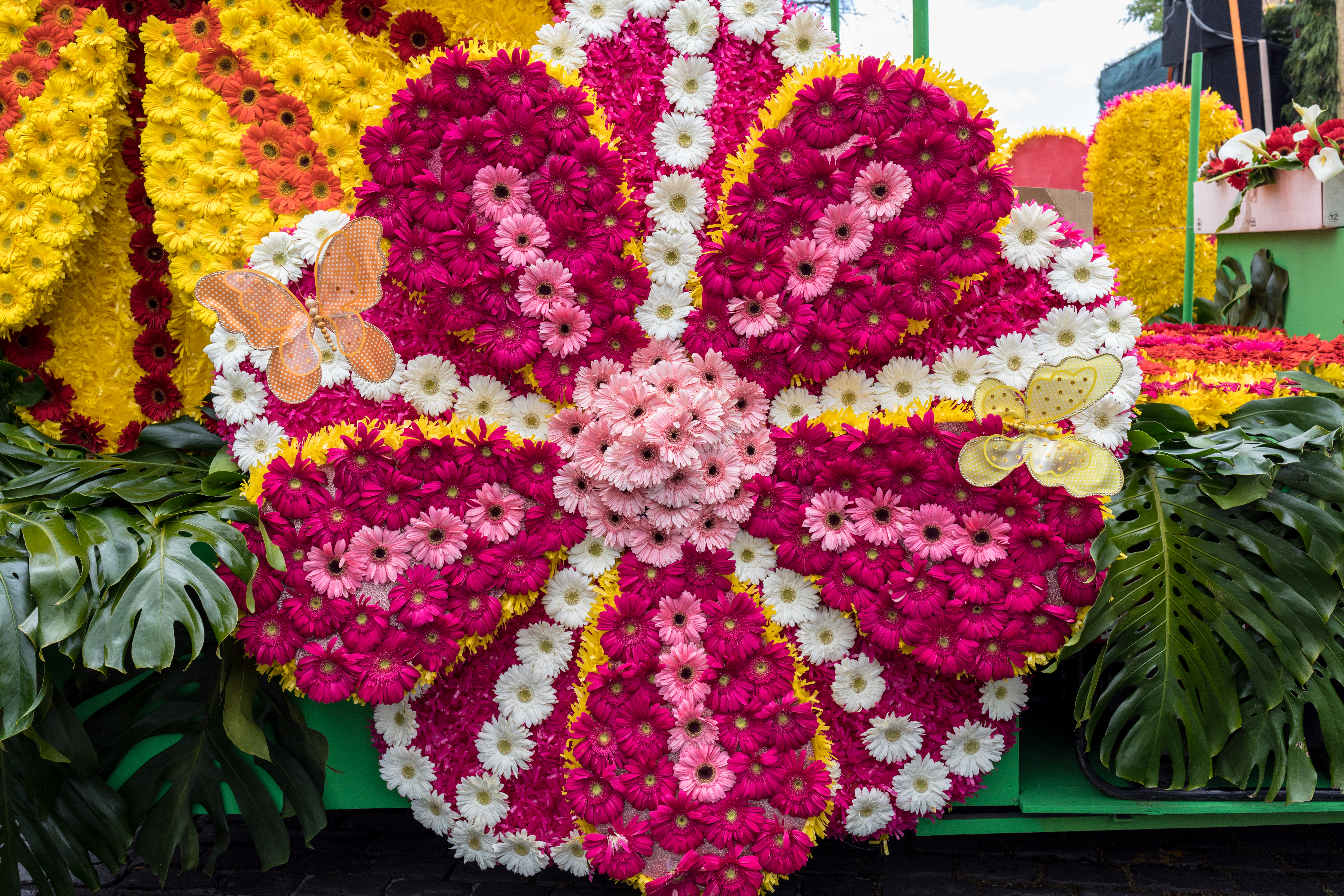 Farverig blomsterflåde med røde og pink blomster ved den årlige blomsterfestival i Funchal på Madeira, Portugal