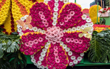 Farverig blomsterflåde med røde og pink blomster ved den årlige blomsterfestival i Funchal på Madeira, Portugal