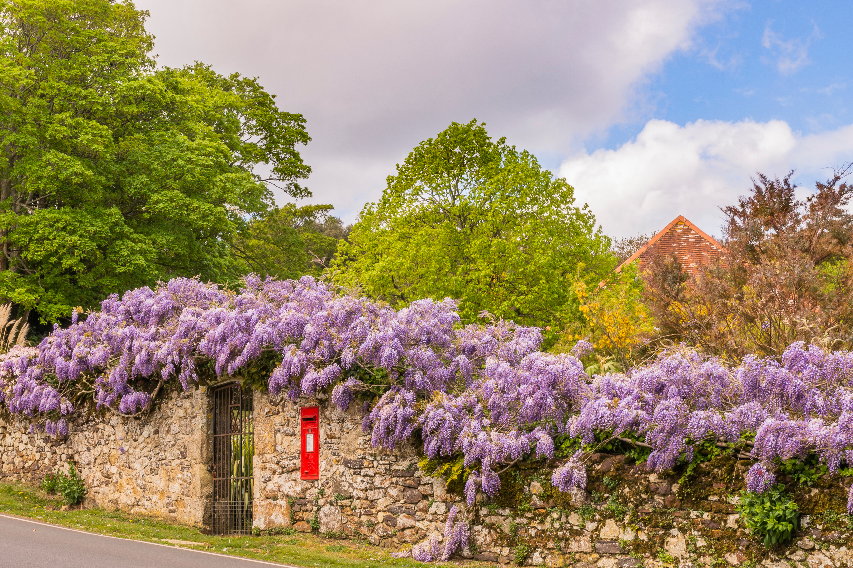 Smukke lilla blåregn blomster der hænger ned over en stenmur med en rød postkasse, et idyllisk forårsbillede fra den engelske landside på Isle of Wight