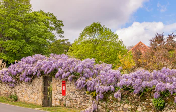 Smukke lilla blåregn blomster der hænger ned over en stenmur med en rød postkasse, et idyllisk forårsbillede fra den engelske landside på Isle of Wight