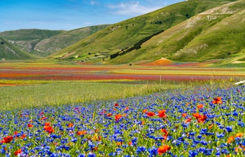 Farverige linsefelter med røde valmuer og blå kornblomster i fuld blomst i Castelluccio di Norcia, Umbrien, Italien