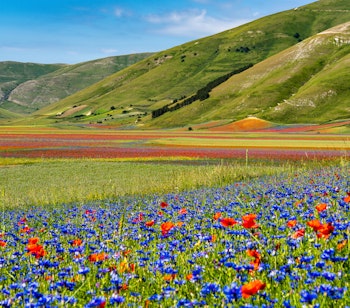 Farverige linsefelter med røde valmuer og blå kornblomster i fuld blomst i Castelluccio di Norcia, Umbrien, Italien