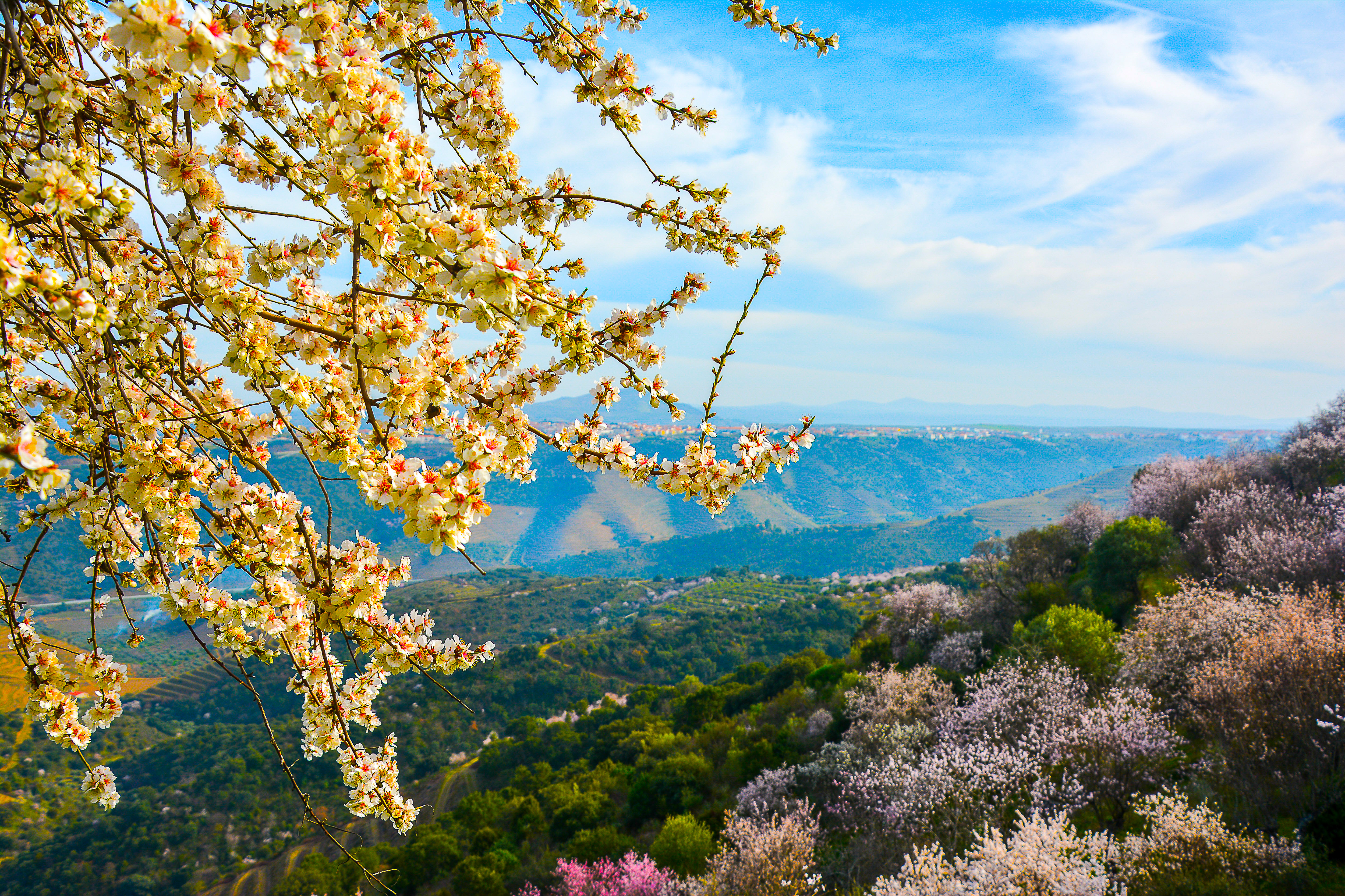 Blomstrende mandeltræer med hvide blomster i Douro-dalen i Portugal. Forårsstemning med udsigt over den naturskønne dal omgivet af mandeltræer