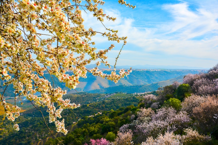 Blomstrende mandeltræer med hvide blomster i Douro-dalen i Portugal. Forårsstemning med udsigt over den naturskønne dal omgivet af mandeltræer