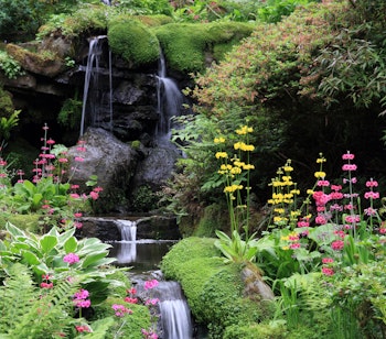 Idyllisk vandfald gennem farverige Primula-blomster i Bodnant Gardens, en naturskøn nationalpark i Wales, Storbritannien