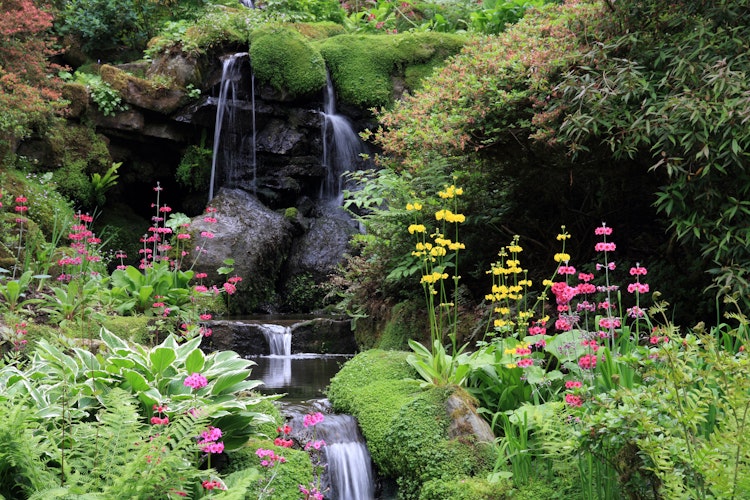 Idyllisk vandfald gennem farverige Primula-blomster i Bodnant Gardens, en naturskøn nationalpark i Wales, Storbritannien
