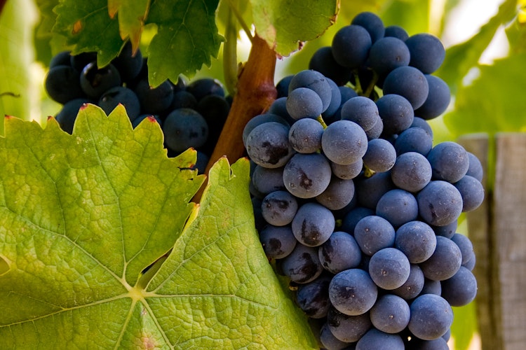 Nærbillede af modne blå vindruer på vinstokken i den berømte Bolgheri-dal i Toscana - et prestigefyldt italiensk vinområde kendt for fremragende rødvine og Super Tuscan-blandinger