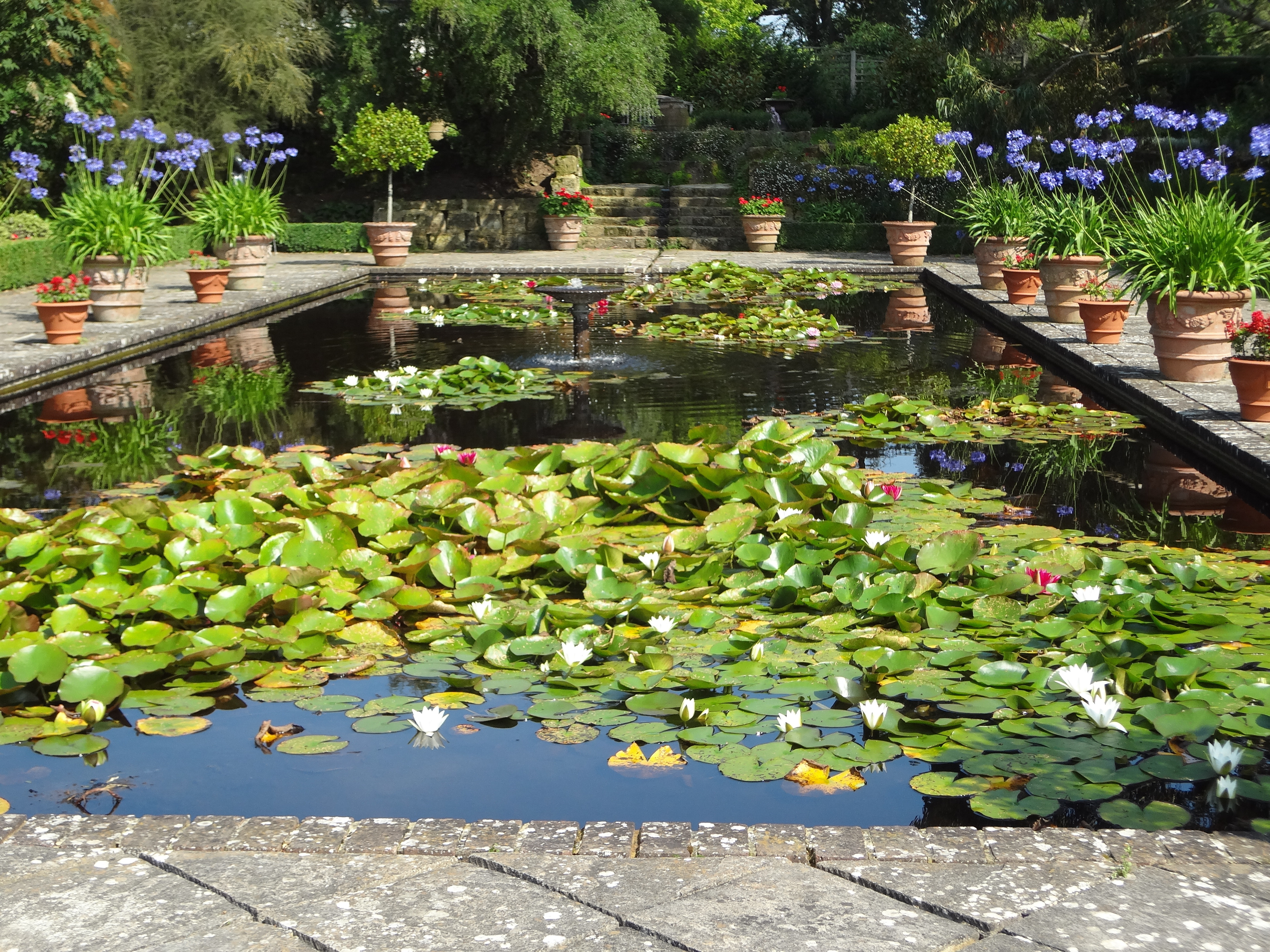 Smuk afspejlende dam med åkander og potteplanter i Borde Hill Garden, West Sussex, England