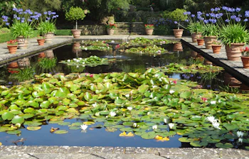 Smuk afspejlende dam med åkander og potteplanter i Borde Hill Garden, West Sussex, England