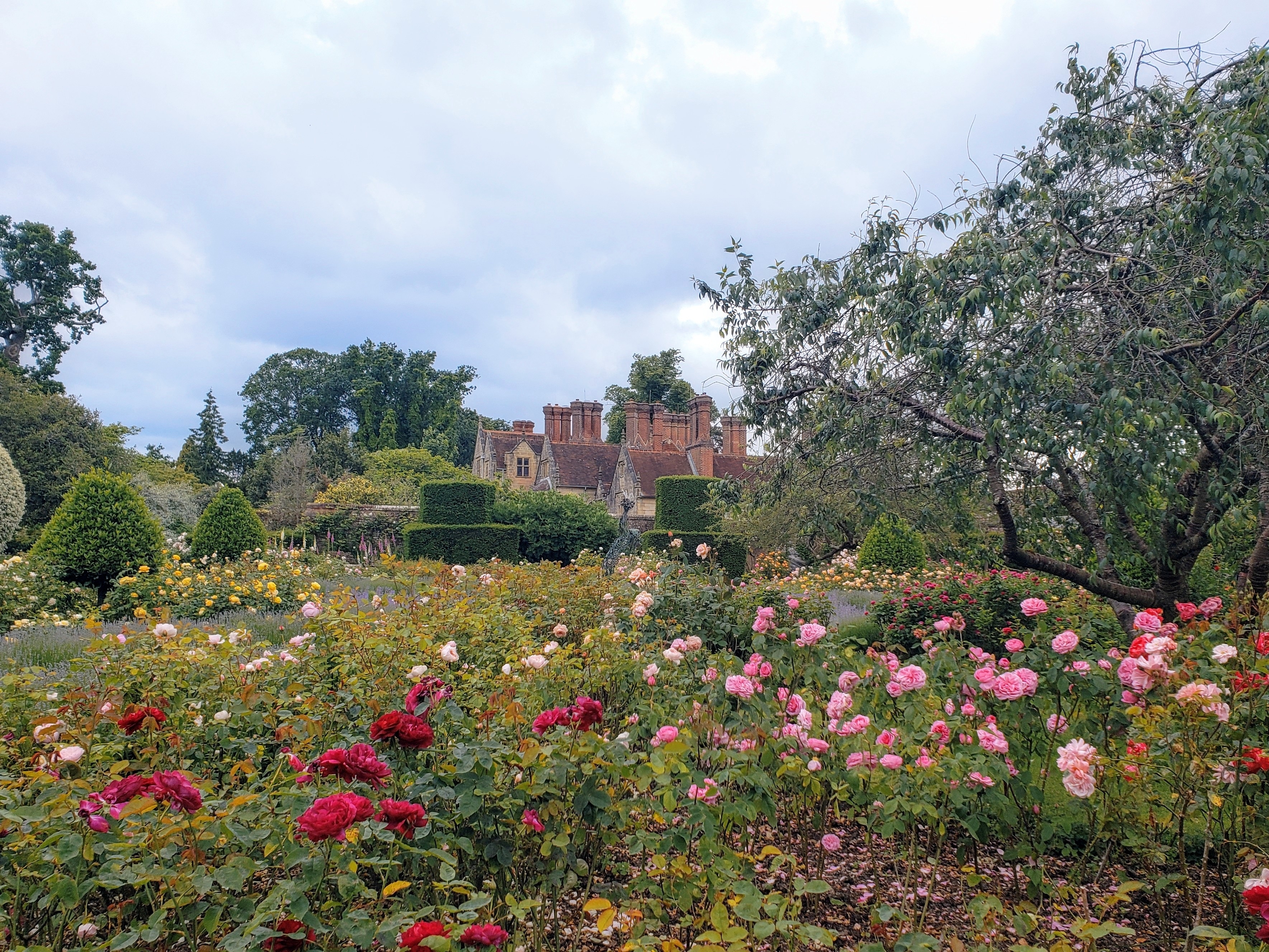 Farverig rosenhave ved Borde Hill House i England med blomstrende røde, pink og gule roser på en overskyet sommerdag