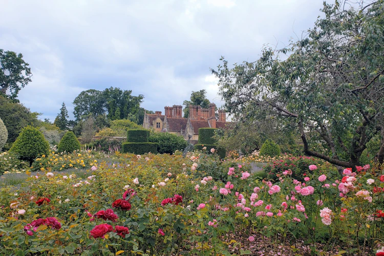 Farverig rosenhave ved Borde Hill House i England med blomstrende røde, pink og gule roser på en overskyet sommerdag