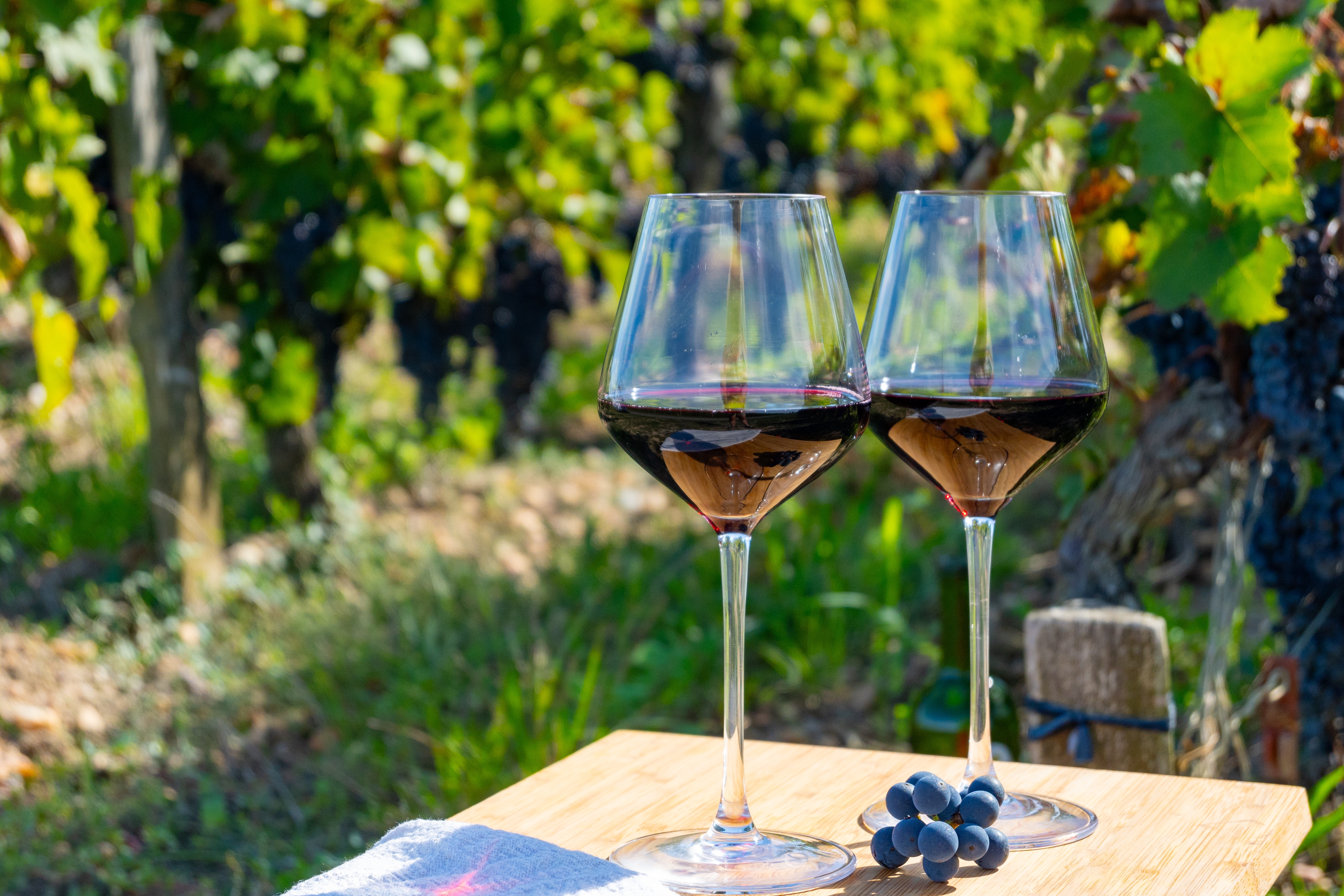 Røde vinglas i vinmark under vinsmagning i Bordeaux, Frankrig