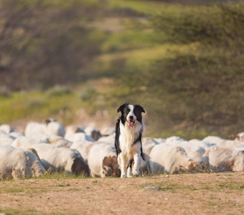 Border Collie faarehyrdehund vogter faareflok i dansk landbrug landskab