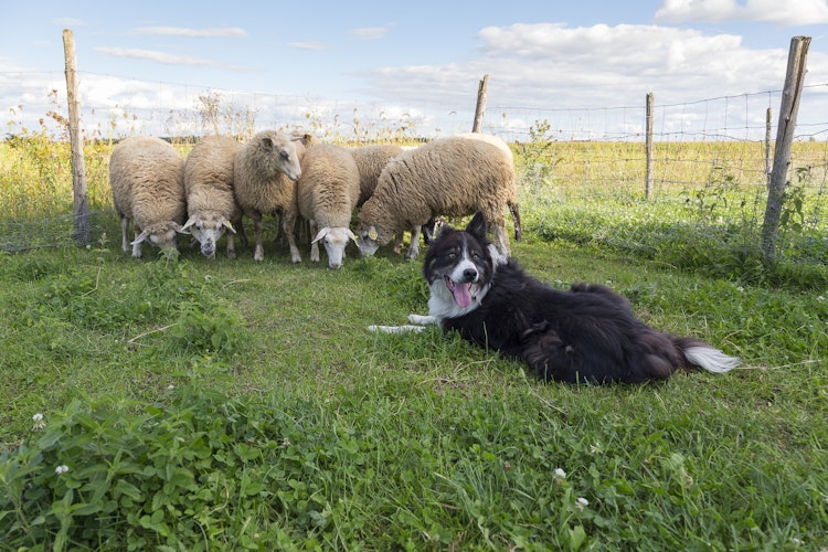 Sort og hvid border collie hyrdehund med tungen ude vogter får ved hegn på en solrig dag i landlige omgivelser