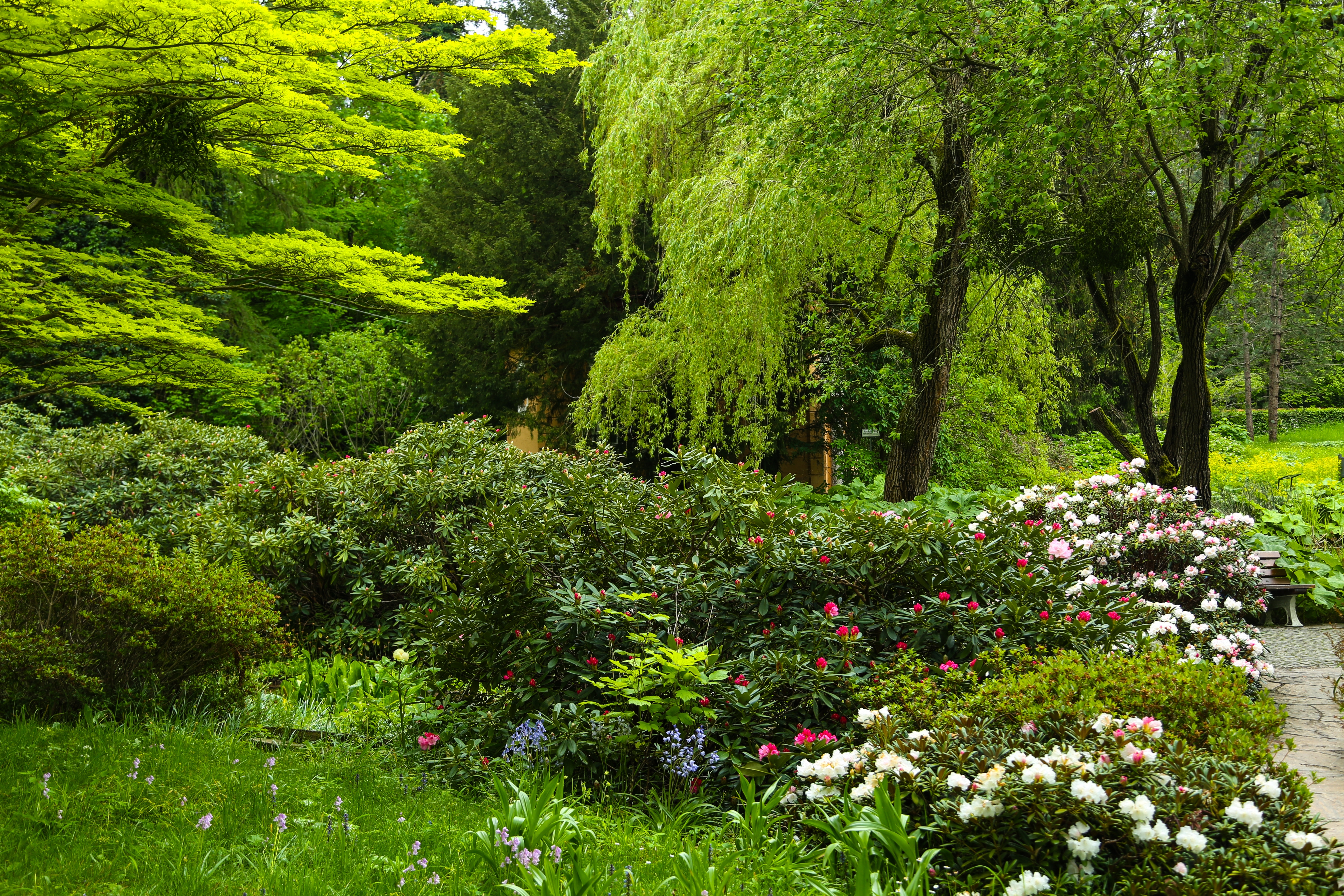 Smuk botanisk have i München med blomstrende rhododendron i pink og hvide nuancer langs en fredfyldt gangsti omgivet af grønne træer om foråret