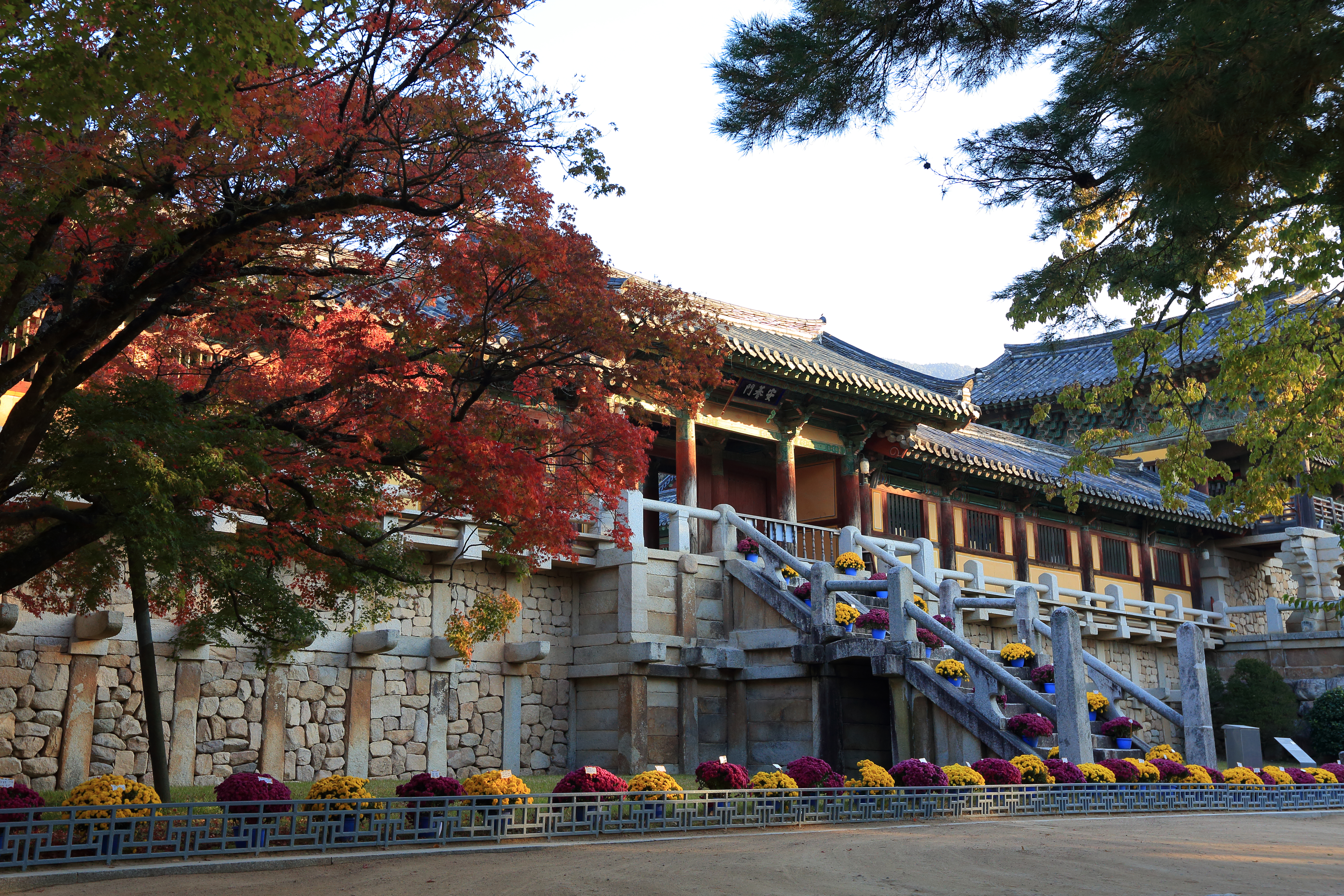 Det historiske Bulguksa Tempel omgivet af flammende røde og orange efterårsblade i Gyeongju, Sydkorea, hvor traditionel buddhistisk arkitektur møder naturens farvespil i dette UNESCO verdensarvssted