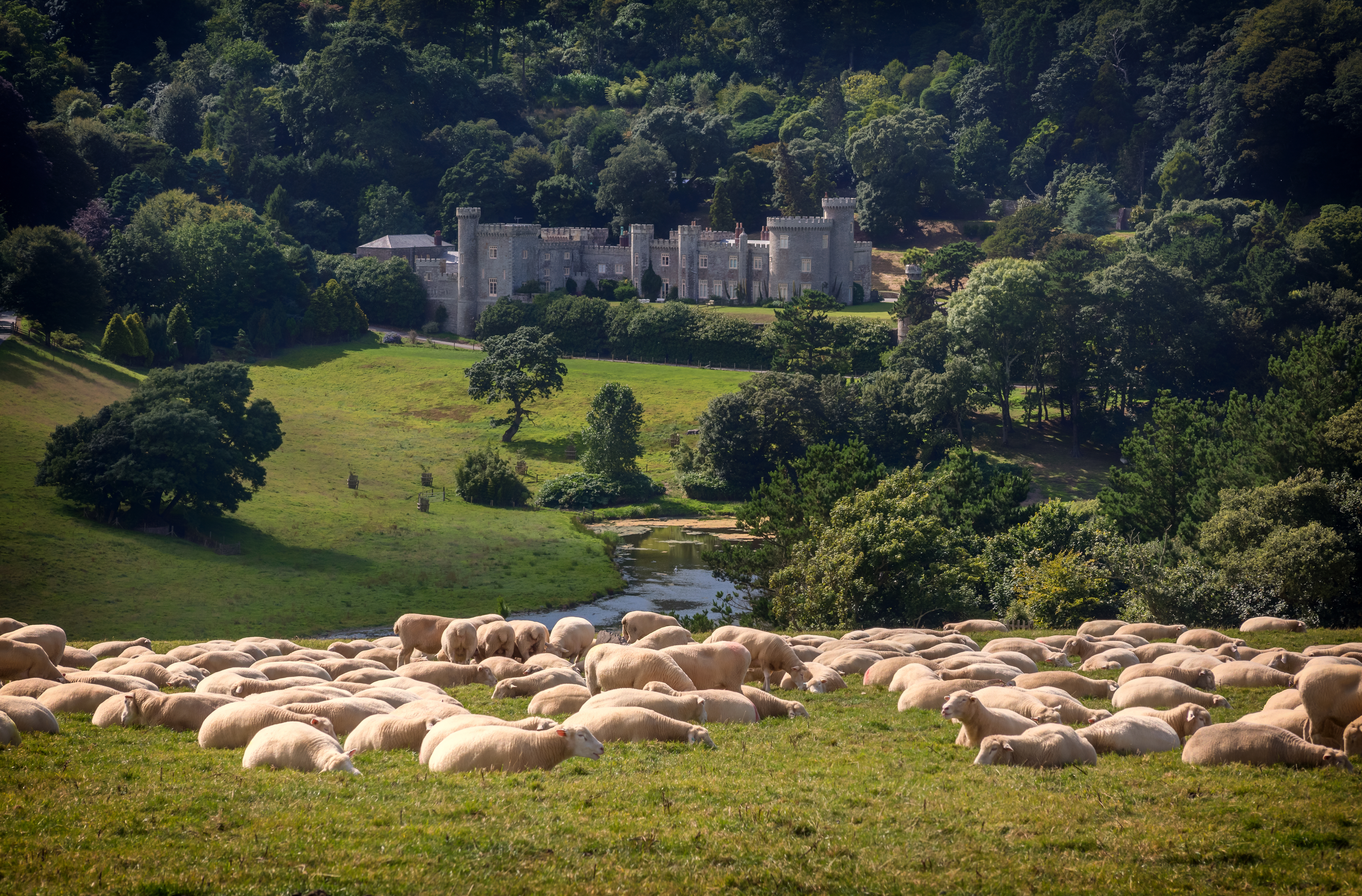 Idyllisk udsigt over det historiske Caerhays Slot i Cornwall, England, med en flok får græssende på engene foran den imponerende bygning fra 1808 designet af John Nash