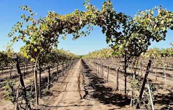 Malerisk udsigt over St. James Block vingården ved Abbey of New Clairvaux klosteret i Vina, Nordcalifornien, med en naturlig vinrankebue, der indramme rækker af vinstokke