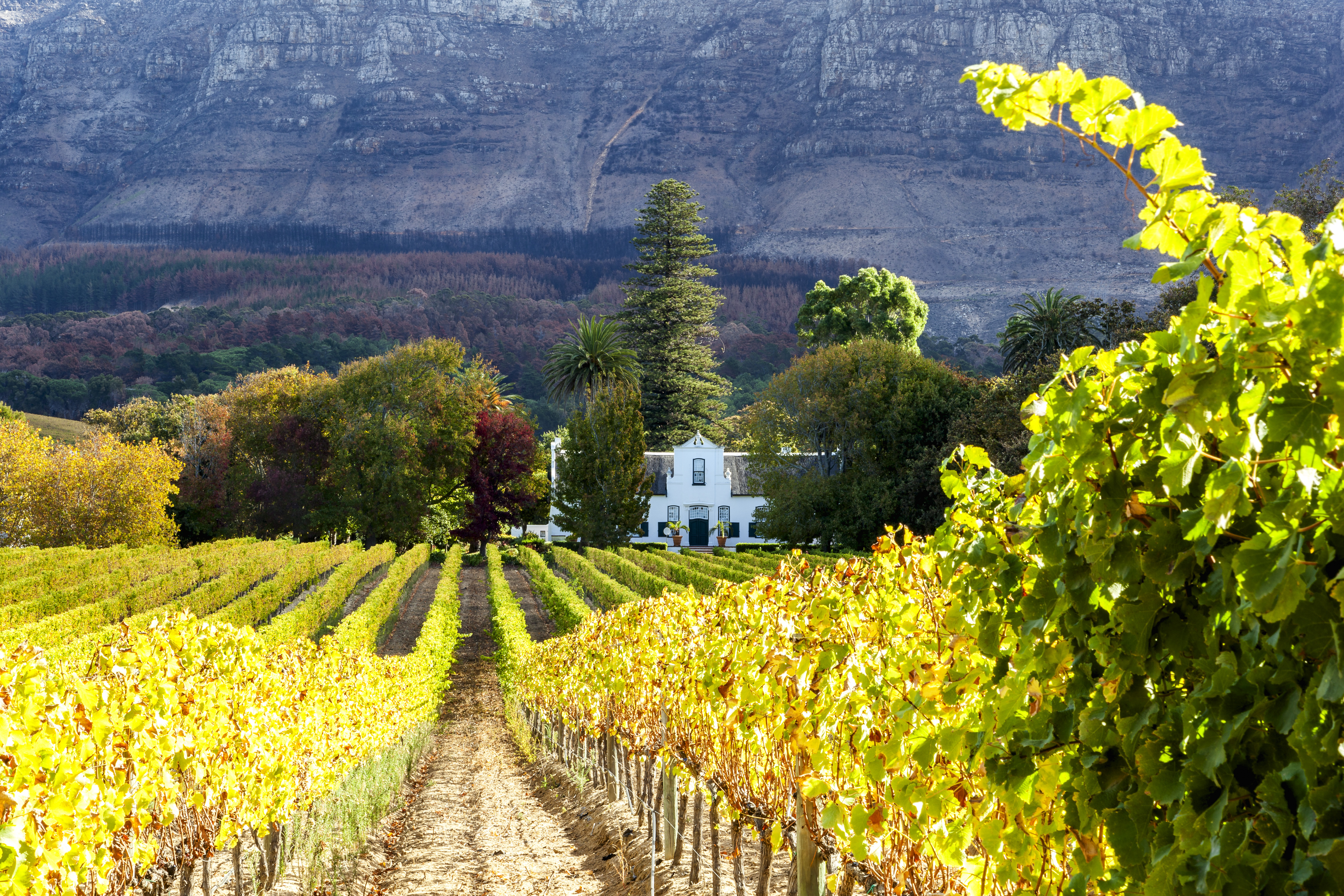 Smuk vingårdslandskab med efterårsfarver og hvidt gårdshus i Cape Town vinregion, Sydafrika