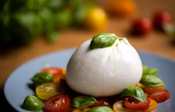 Frisk caprese salat med mozzarella ost og cherrytomater pyntet med basilikum på hvid tallerken