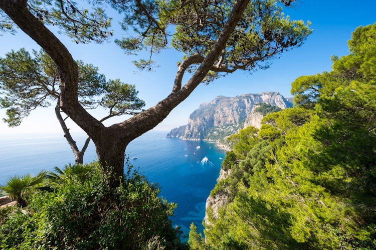 Betagende udsigt gennem middelhavsgraner til Capris ikoniske klippeformationer med azurblåt hav og klar himmel nær Napoli, Italien