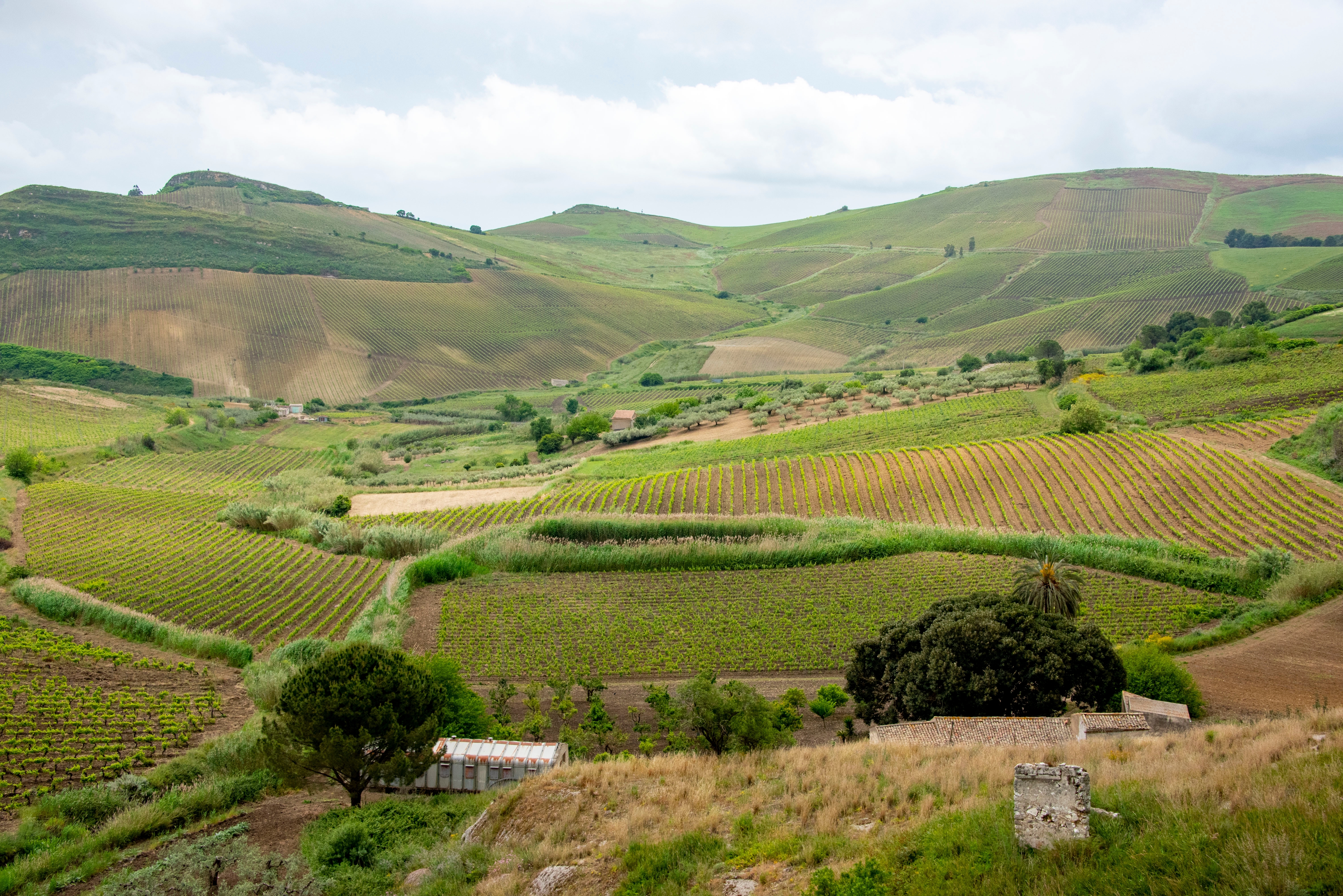 Frodige rækker af Catarratto-vinstokke der strækker sig over de bølgende bakker i Trapani-regionen på Sicilien, kendt for fremragende vinproduktion