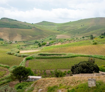 Frodige rækker af Catarratto-vinstokke der strækker sig over de bølgende bakker i Trapani-regionen på Sicilien, kendt for fremragende vinproduktion