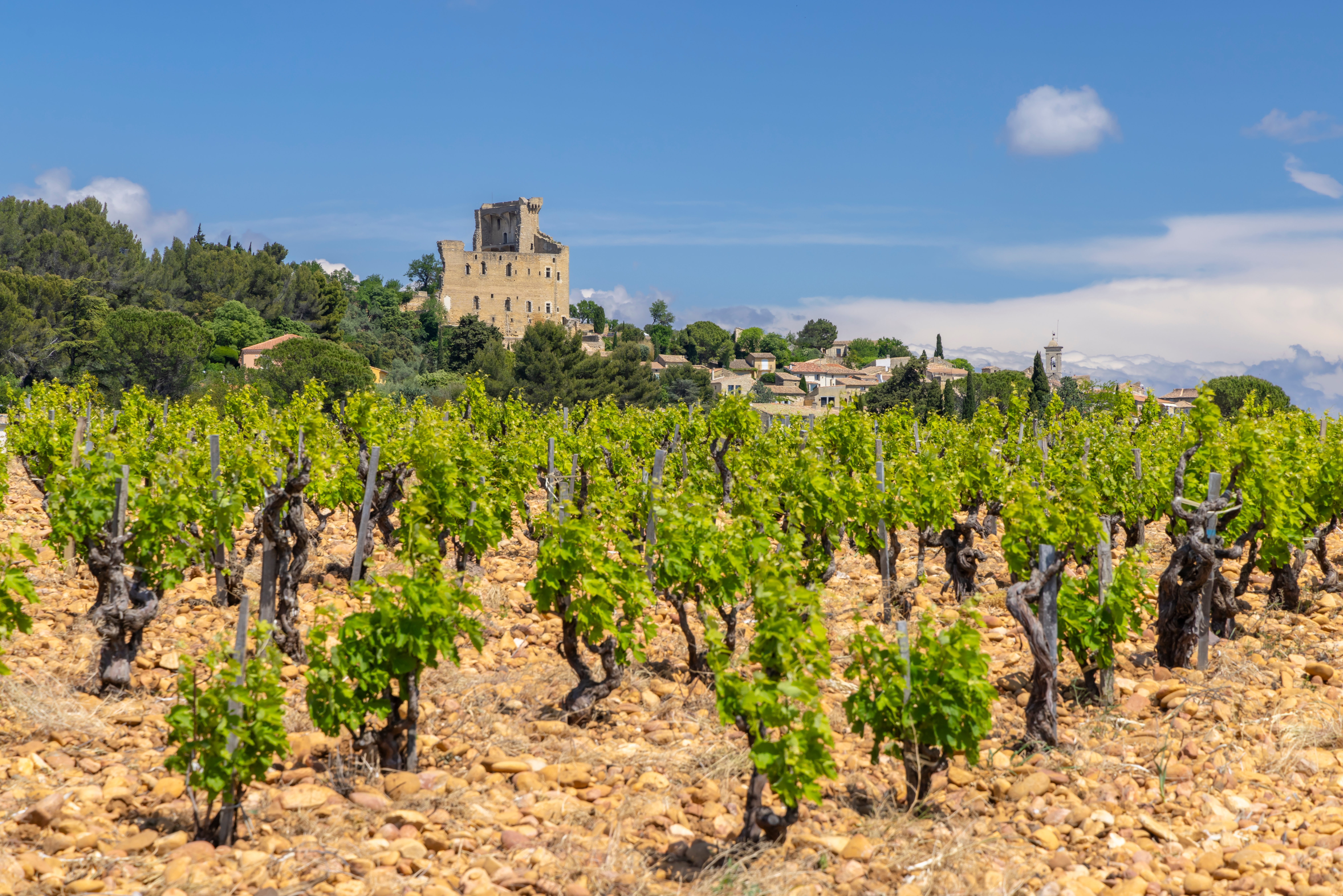 Traditionel vingård med store sten nær Châteauneuf-du-Pape med middelalderborg på bakketoppen, Côtes du Rhône, Provence, Frankrig
