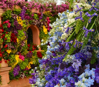 Farvestrålende blomsterarrangementer ved Chelsea Flower Show med blå og lilla blomster i en dekorativ havepavillon