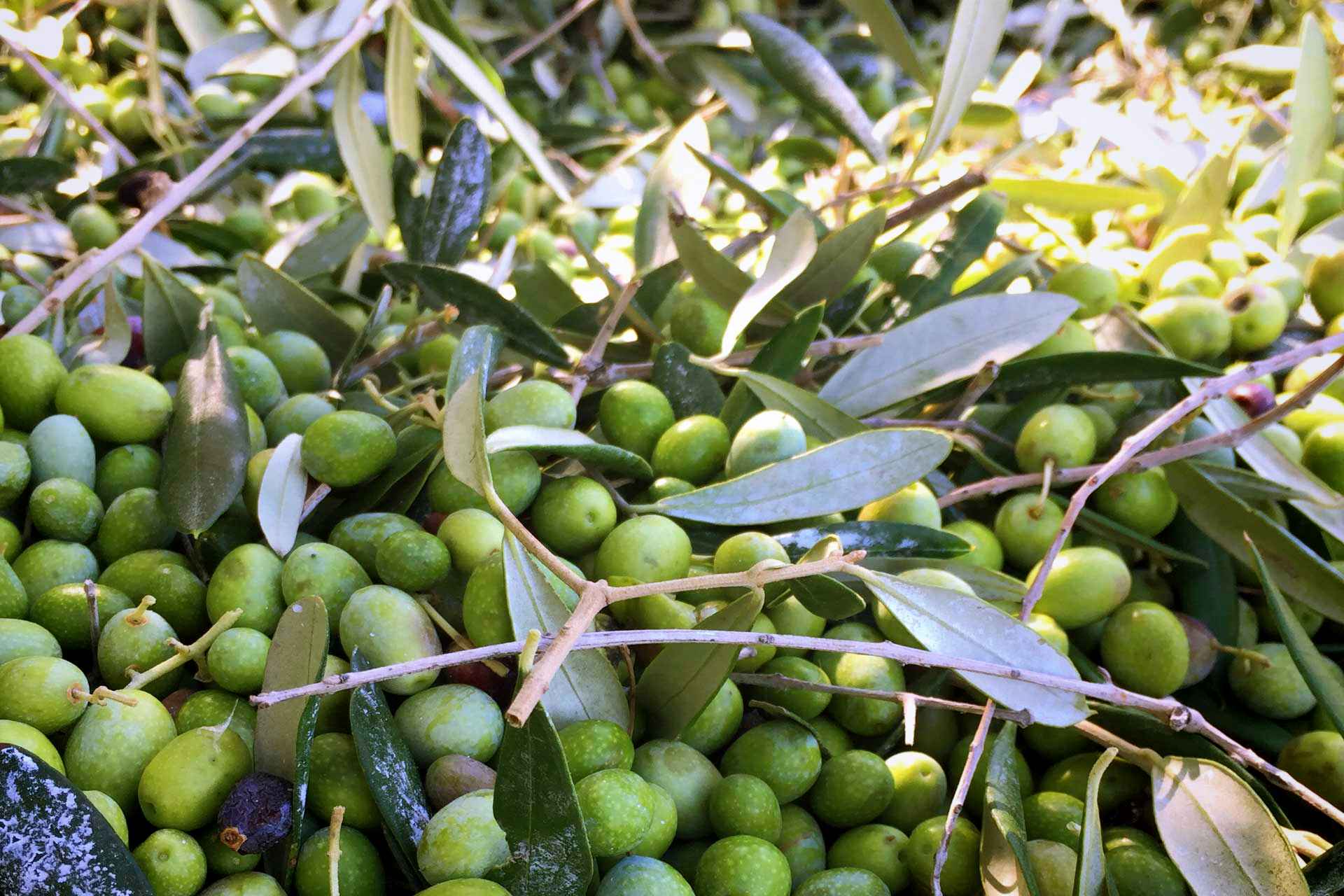 cilento_syditalienske_paradis_001