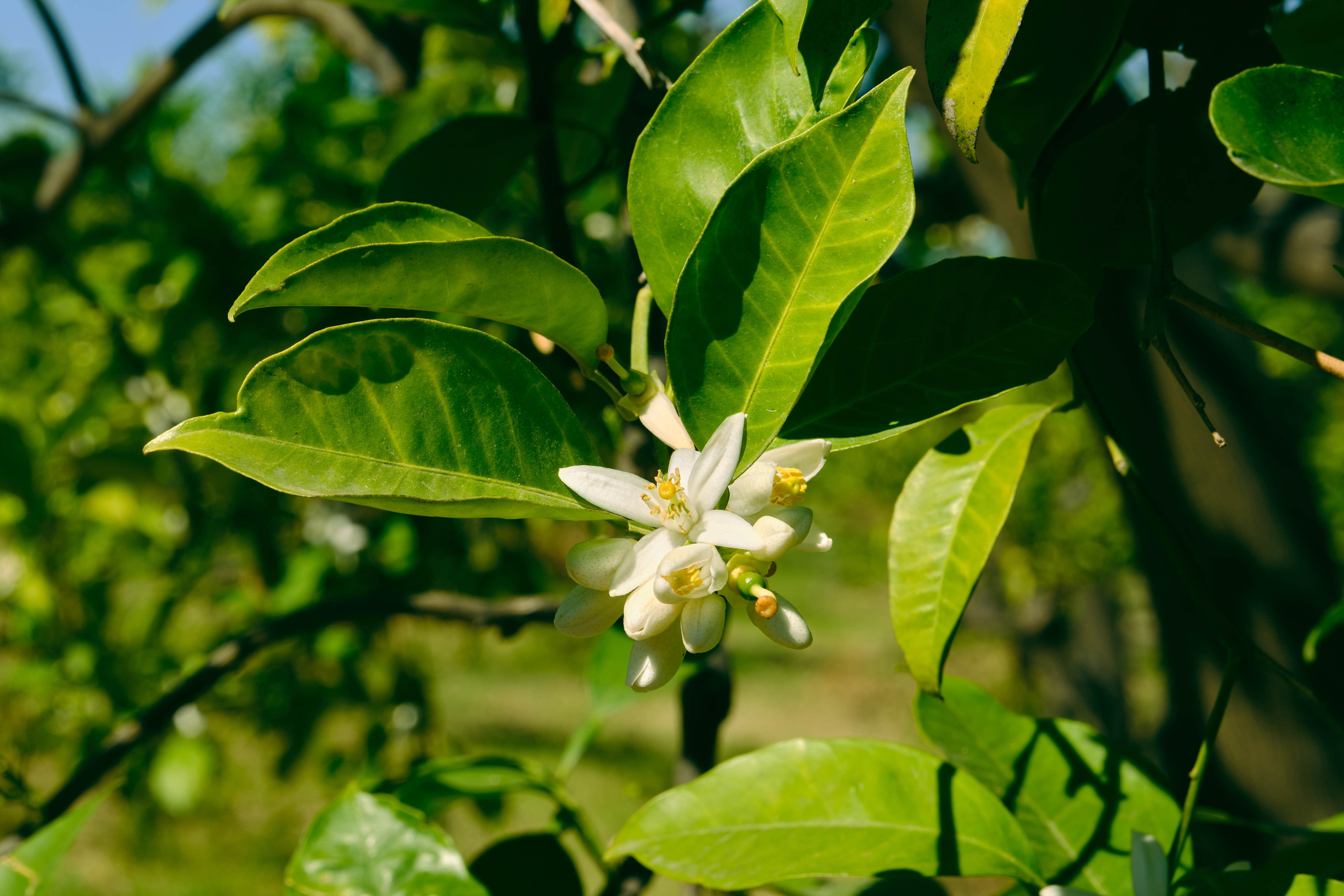 Hvide citronblomster zagara i fuld blomst på et grønt citrontræ i Sicilien om foråret