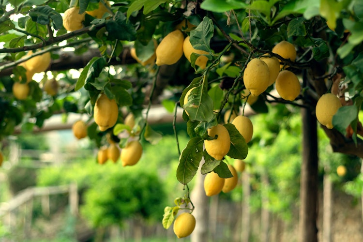 Frodig citronhave i Ravello på Amalfikysten med modne, gule citroner blandt grønne blade - perfekt til en afslappende ferie i Syditalien