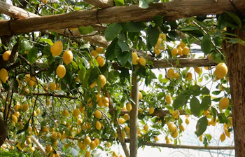 Frodige citronplantager langs den berømte Citronstien mellem Minori og Maiori på Amalfikysten i Italien