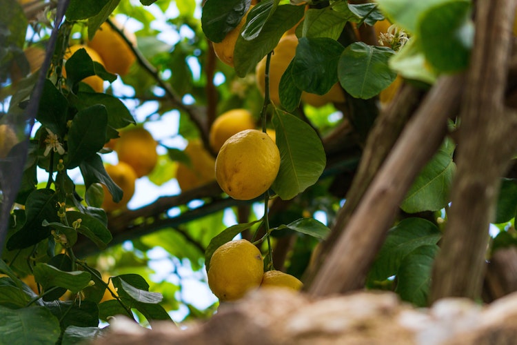 Betagende panoramaudsigt fra Citronstien der forbinder de idylliske landsbyer Maiori og Minori på Amalfikysten med farverige huse og frodige citronlunde