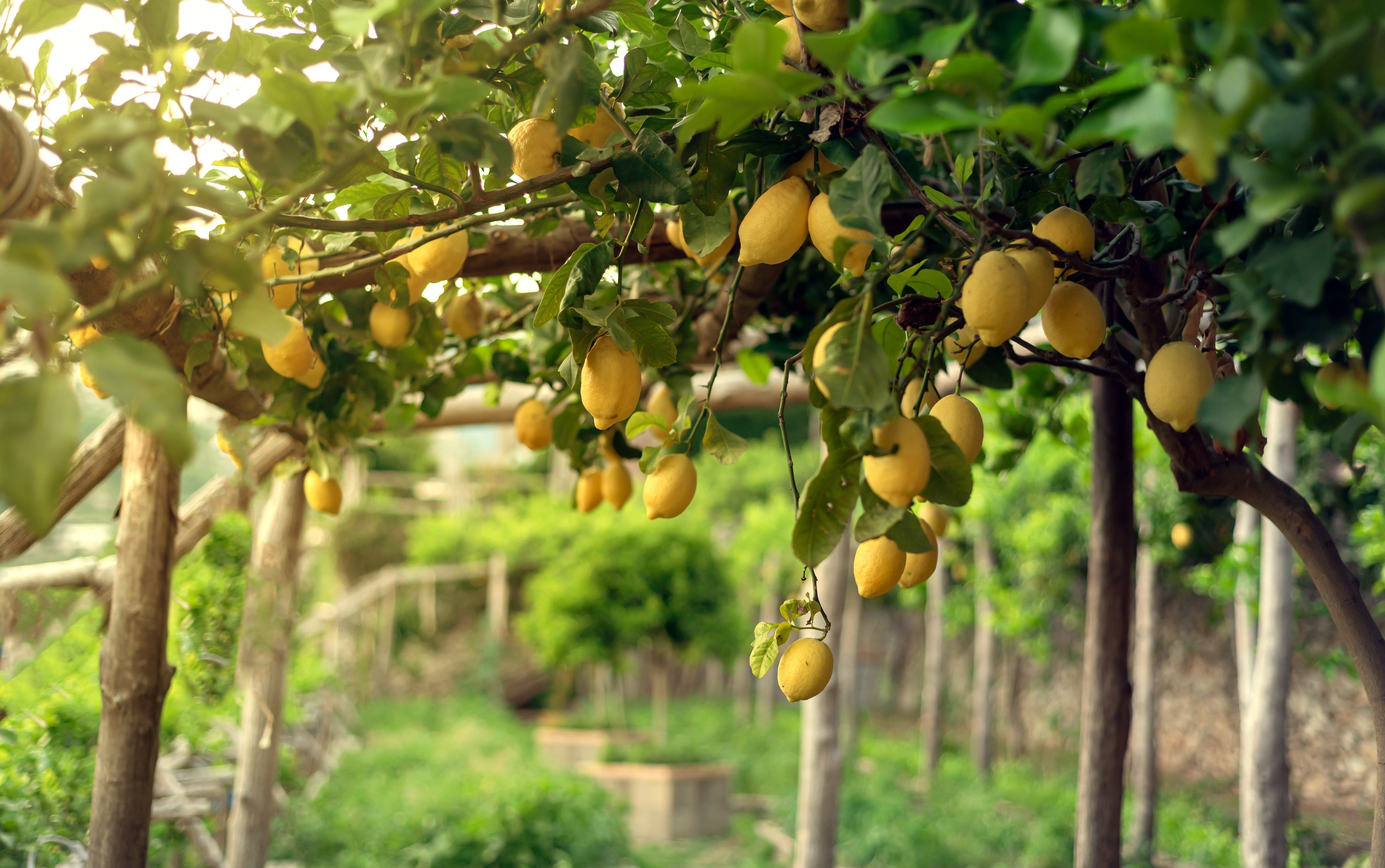 Frodige citrontræer med modne gule frugter i en skyggefuld have i Ravello på Amalfikysten i Syditalien