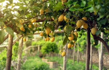 Frodige citrontræer med modne gule frugter i en skyggefuld have i Ravello på Amalfikysten i Syditalien