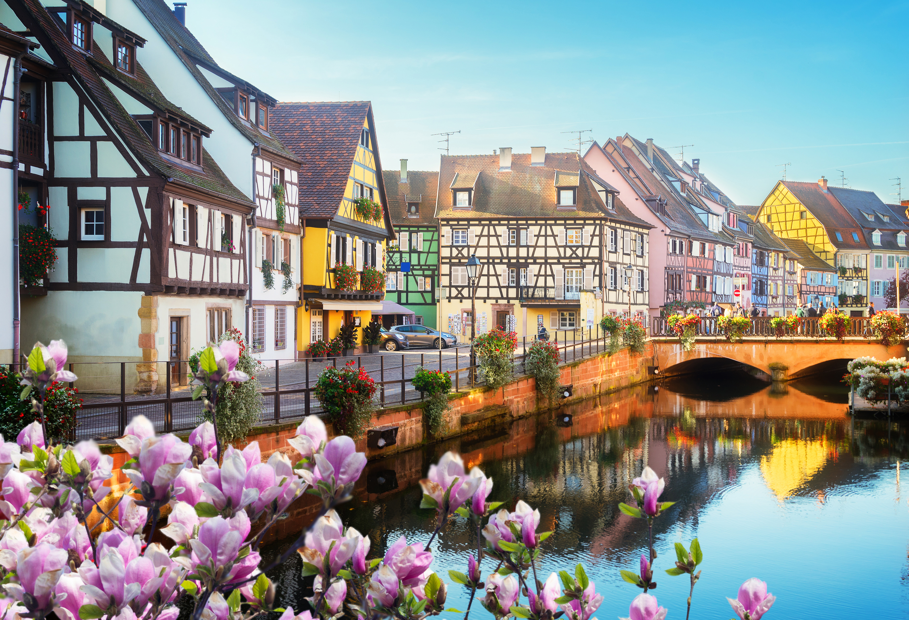 Farverige bindingsværkshuse ved kanal med blomstrende magnolia i det historiske Colmar, Alsace