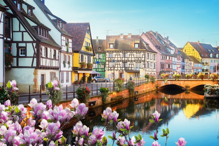Farverige bindingsværkshuse ved kanal med blomstrende magnolia i det historiske Colmar, Alsace