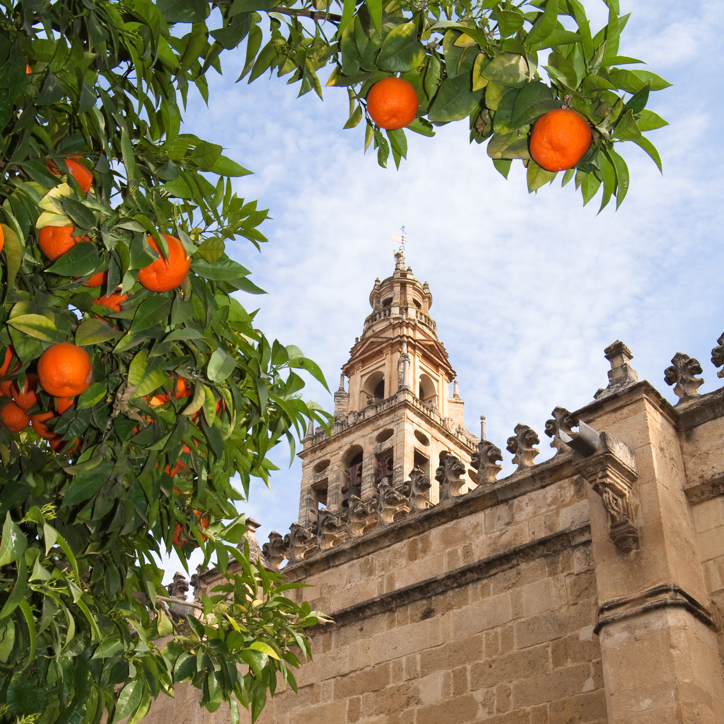 Appelsintræer foran det historiske klokketårn på Mezquita-katedralen i Córdoba, Andalusien