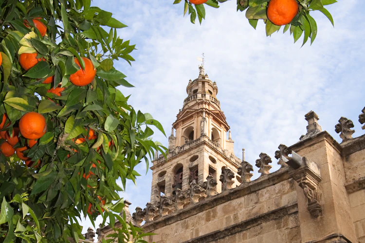 Appelsintræer foran det historiske klokketårn på Mezquita-katedralen i Córdoba, Andalusien