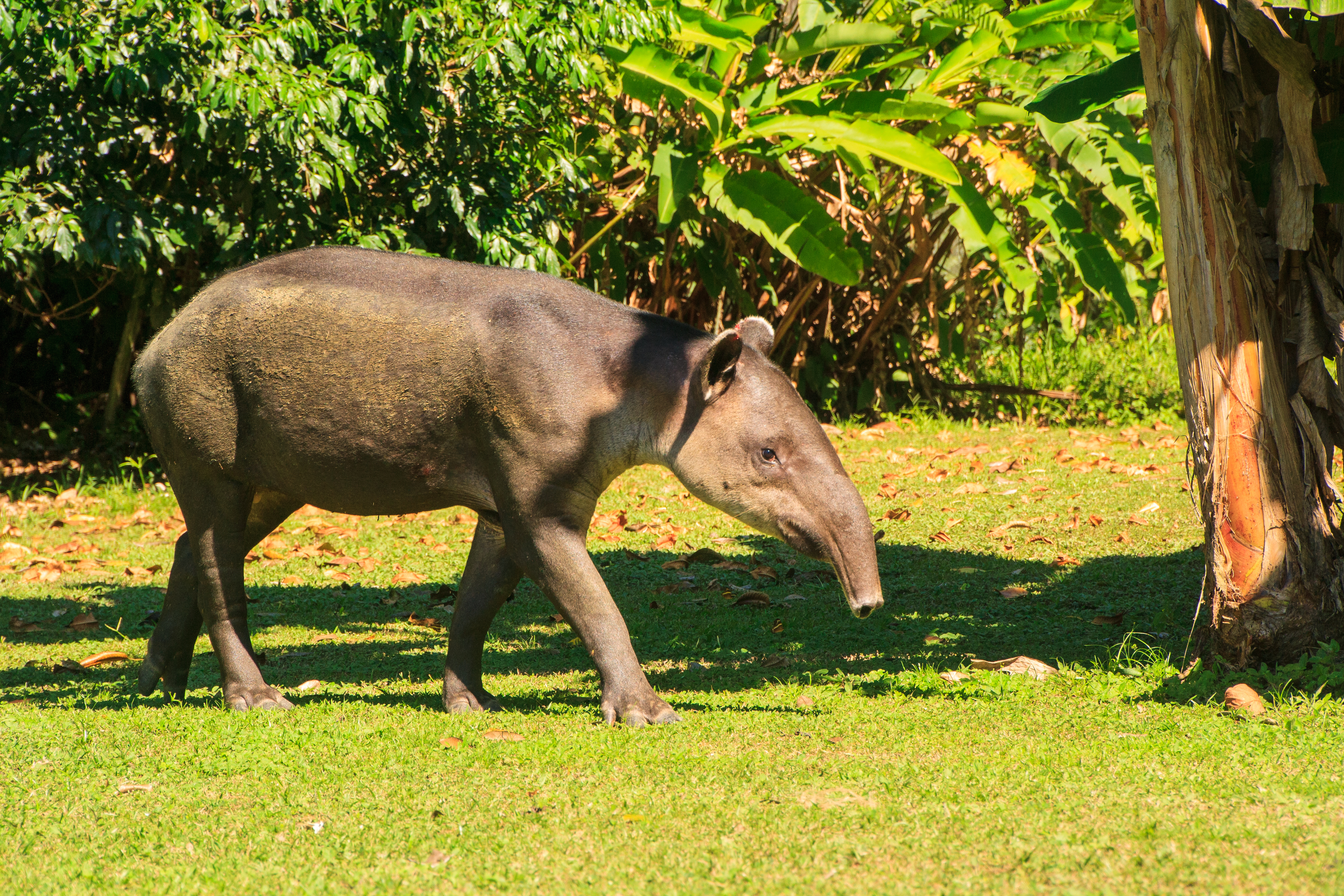 Vild Bairds tapir græsser i tropisk regnskov i Costa Rica